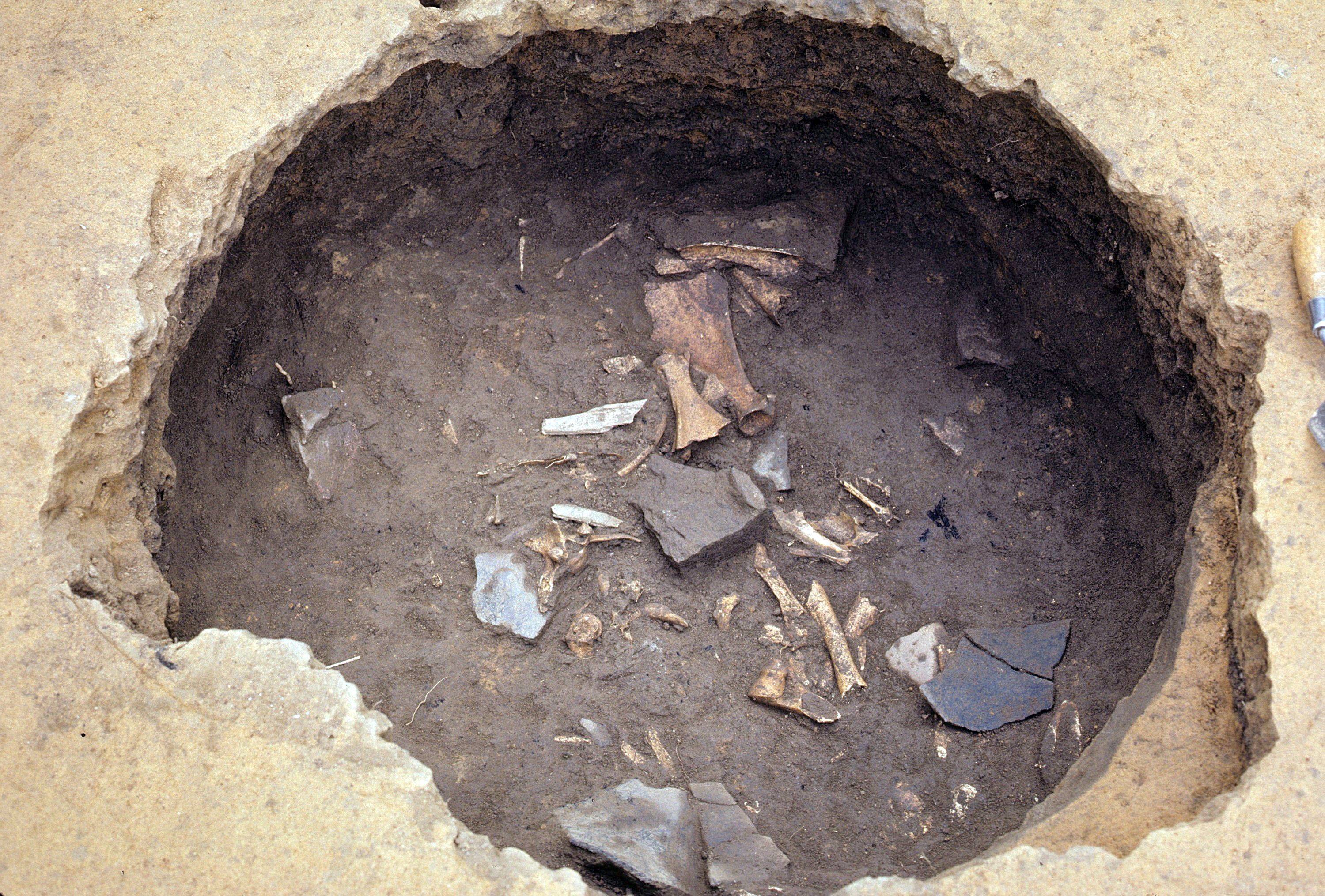 Figure 515. Close-up of animal bone and artifacts on Feature 20 floor.