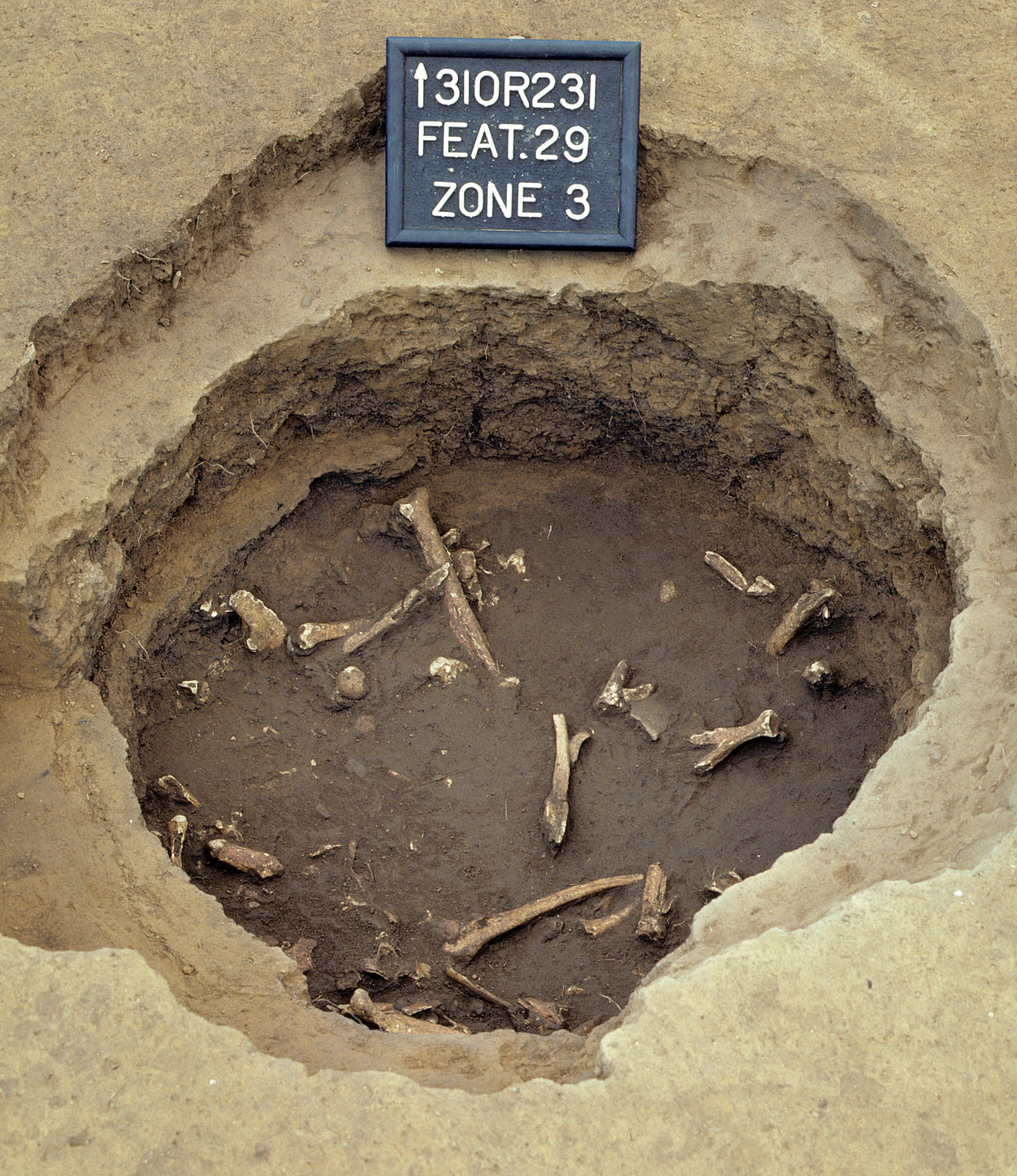 Figure 501. Animal bones within Feature 29 fill (view to north).