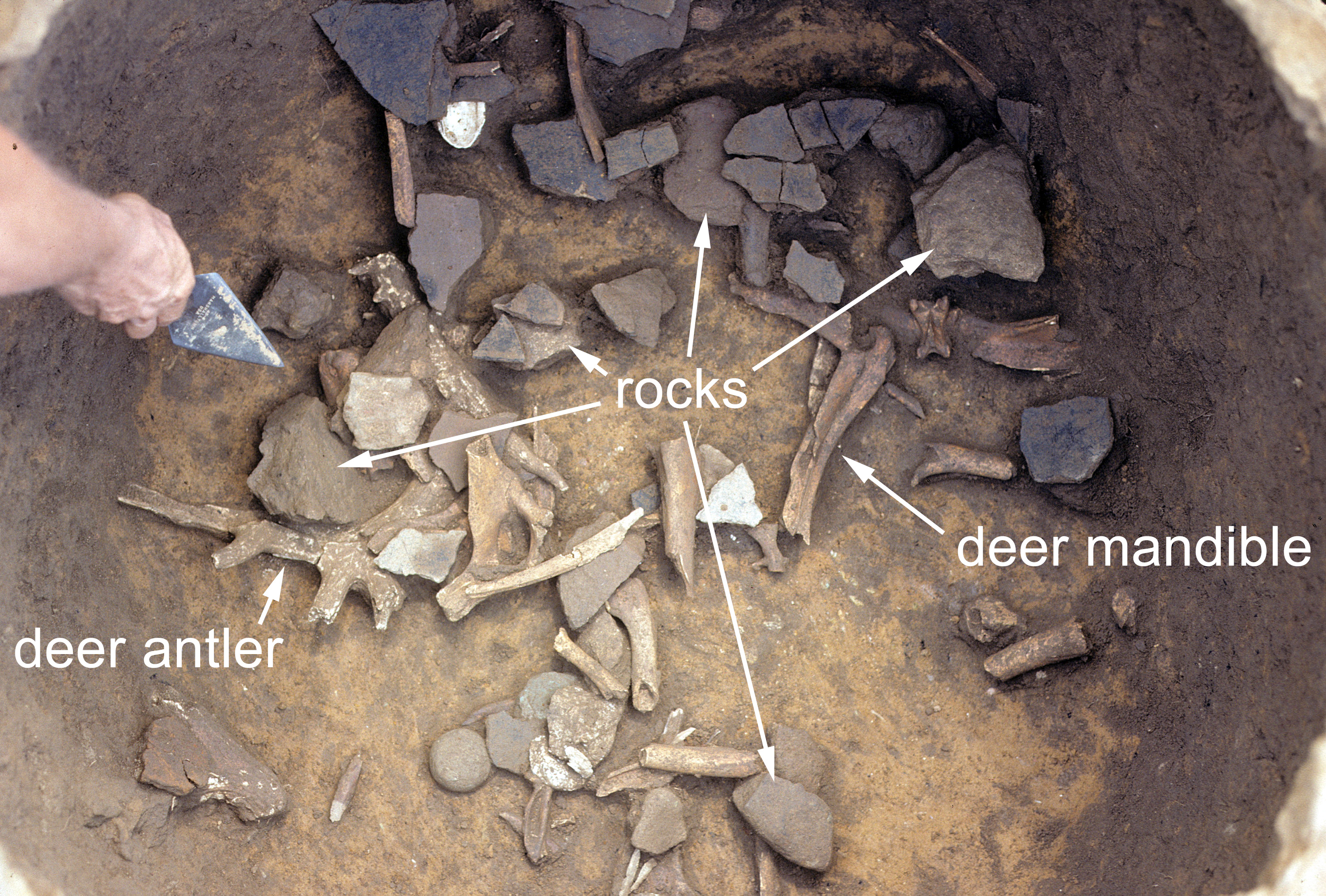 Figure 514. Close-up of animal bone and artifacts on Feature 19 floor.